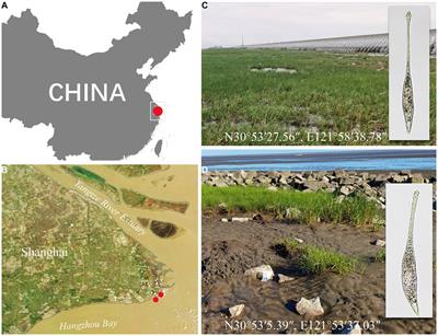 A new contribution to the raptorial ciliate genus Lacrymaria (Protista: Ciliophora): a brief review and comprehensive descriptions of two new species from Changjiang Estuary